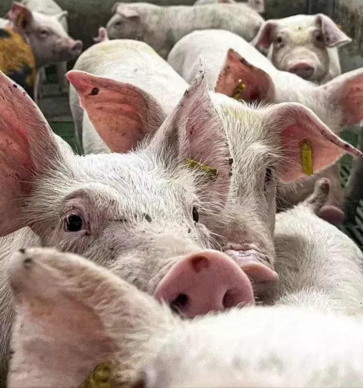 Gripe Porcina: Síntomas y Riesgos en Humanos