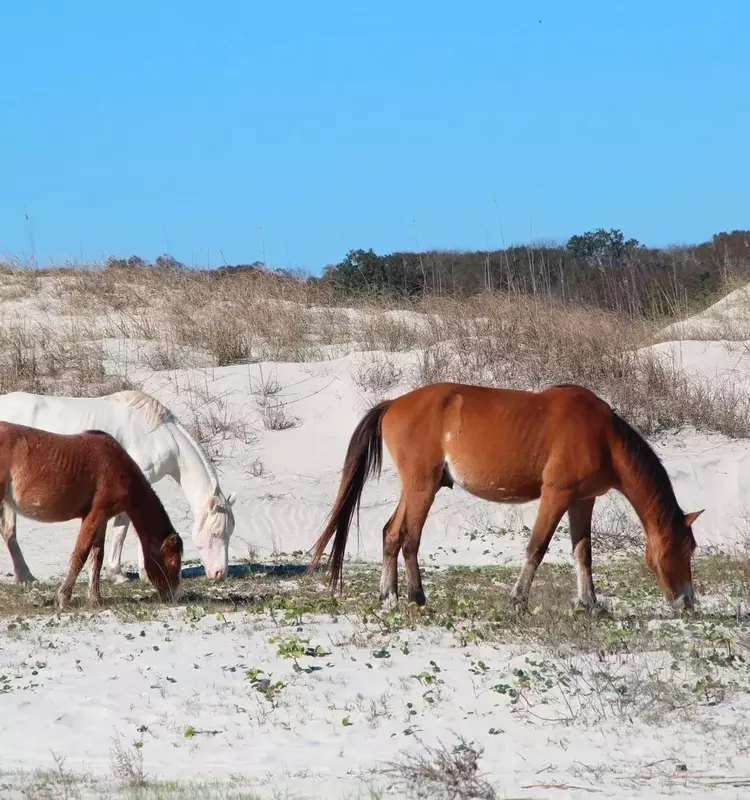The Secluded Haven: John F. Kennedy Jr.'s Private Wedding on Cumberland Island