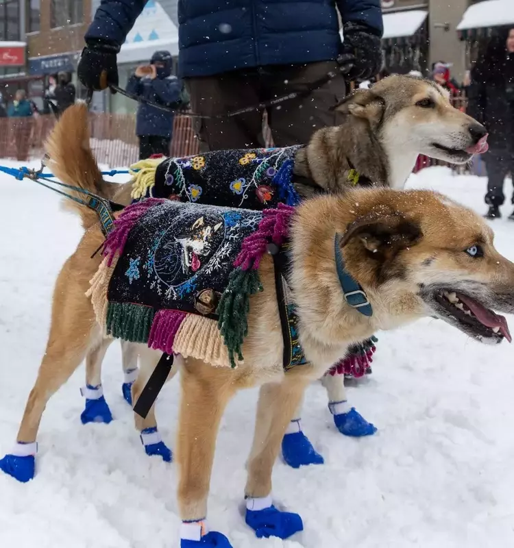 Gwich'in Musher Jody Potts-Joseph Competes in Iditarod, Honoring Ancestral Traditions