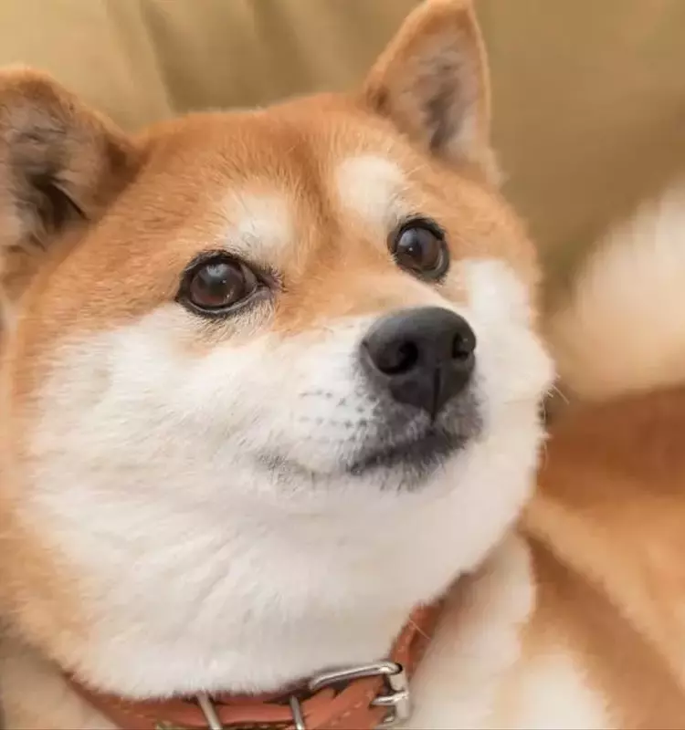 Dogecoin: Will it Transform into a Wealth-Generating Asset?