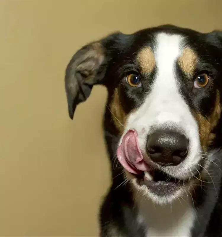 Freshpet's Strong Q4 Performance Leads to Price Target Increase