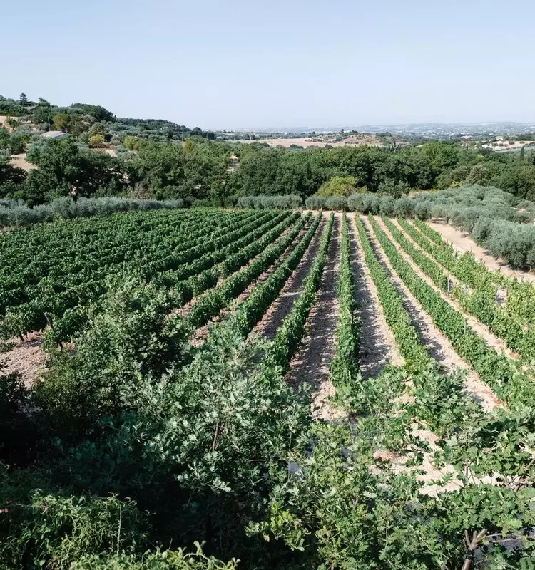 A Journey Through Sicily's Ragusa Province: Wine, Culture, and Culinary Delights