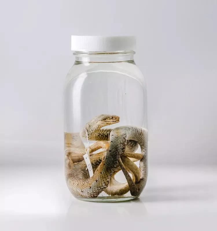 Mordeduras de Serpiente: Un Desafío de Salud Global para los Más Vulnerables