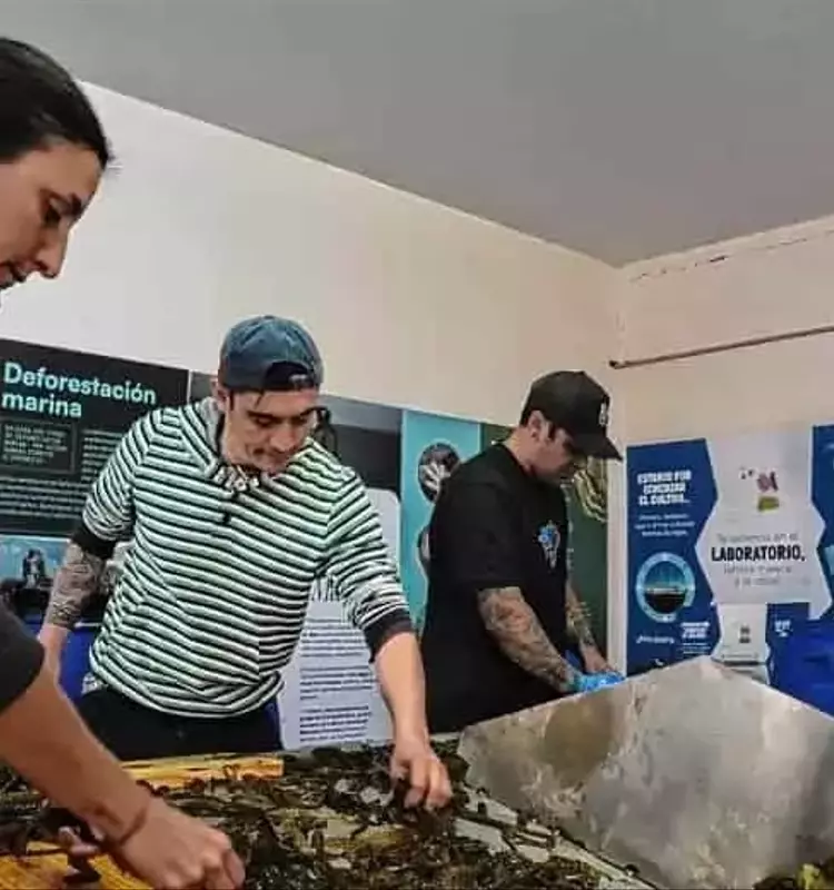 Argentina Lidera la Innovación Marina con la Primera Cosecha de Macroalgas en la Patagonia
