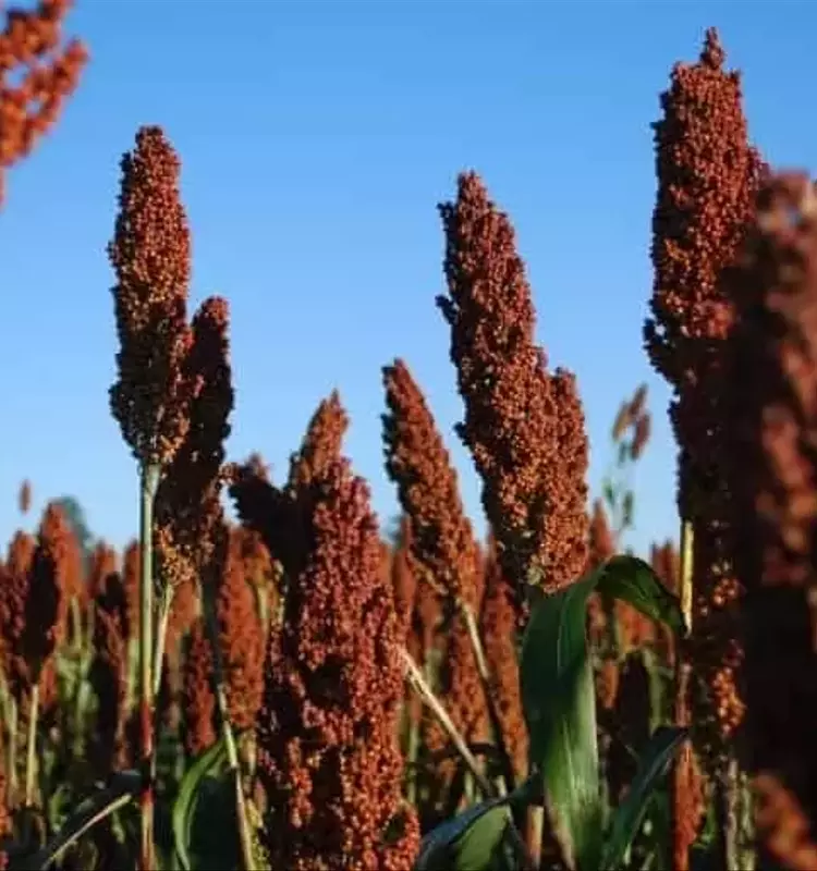 El Sorgo: Un Pilar Forrajero para la Ganadería Sostenible en Misiones