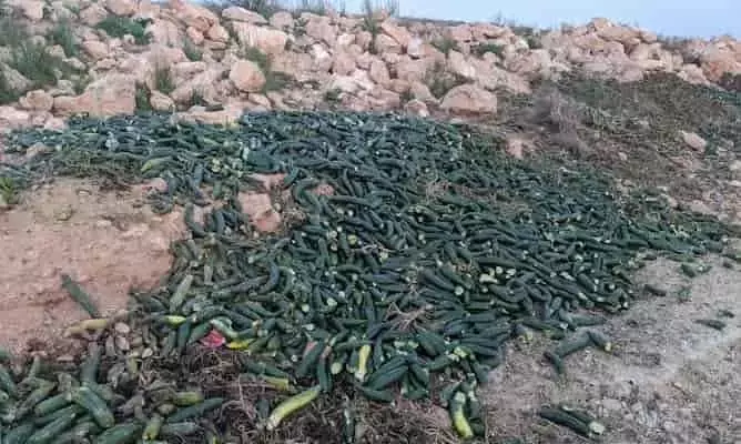 Abundancia desperdiciada: El dilema de la sobreproducción agrícola en un clima árido