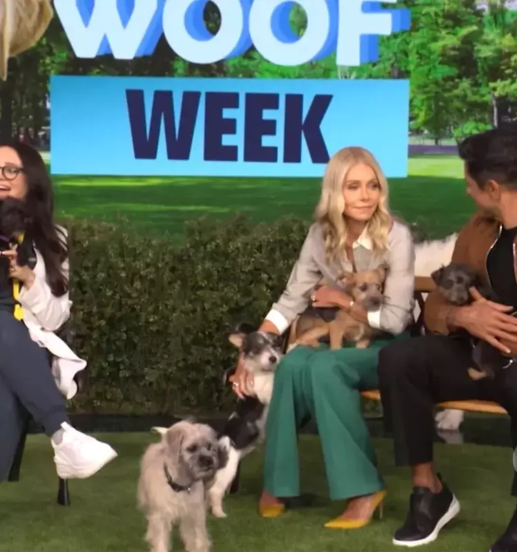 Unexpected Canine Interruption on Live Television