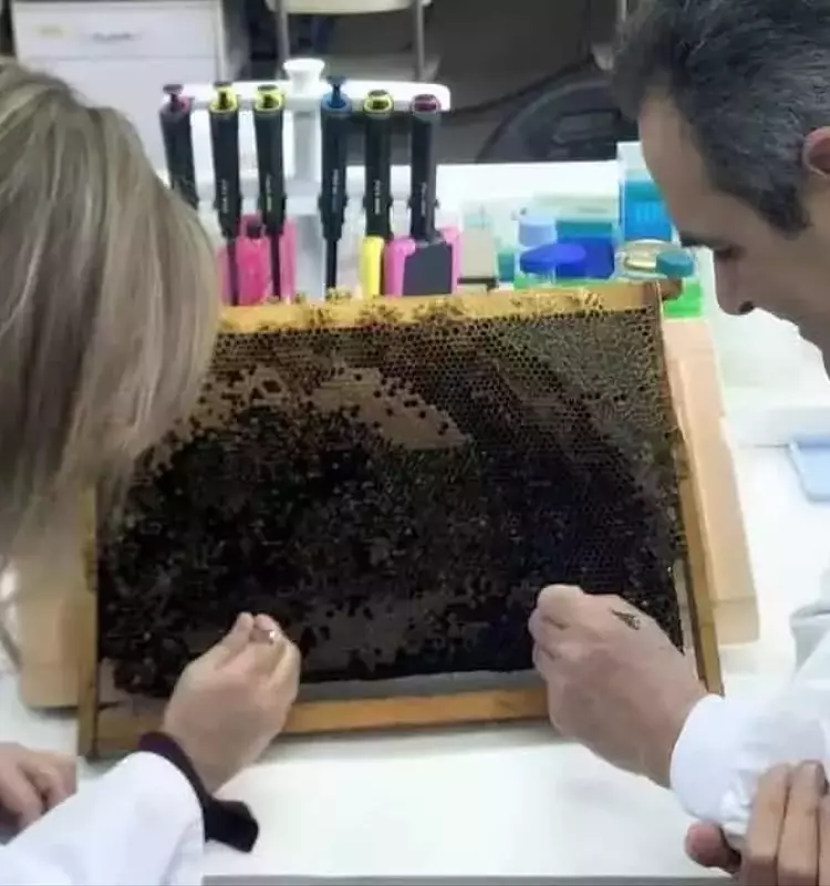 Innovación apícola: desarrollo de abejas con resistencia natural a parásitos en Galicia