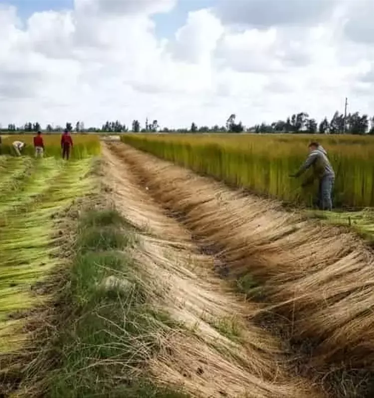 Adaptación Agrícola al Cambio Climático en Zonas Áridas: Un Nuevo Enfoque Productivo