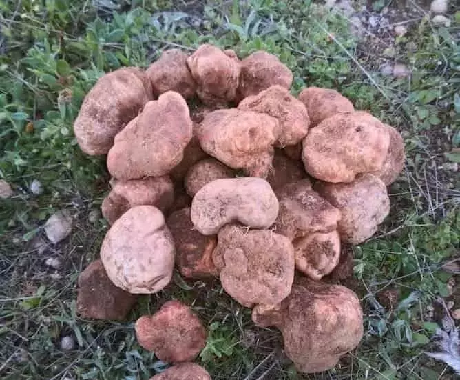 La trufa del desierto: un manjar que transforma tierras áridas