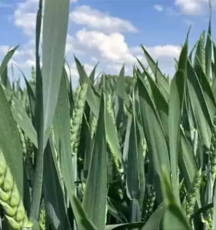 Estrategias Innovadoras para la Protección del Cultivo de Trigo: Optimizando la Sanidad y Reduciendo Costos