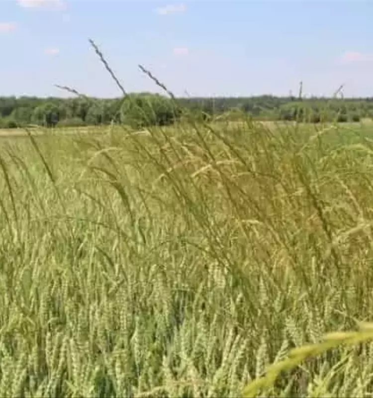 Innovadoras Tácticas para el Control de Malezas Resistentes en Cultivos de Cereales