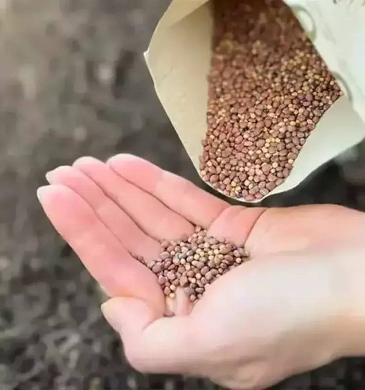 Bancos de Semillas y Edición Genética: Un Desafío para el Control de Malezas