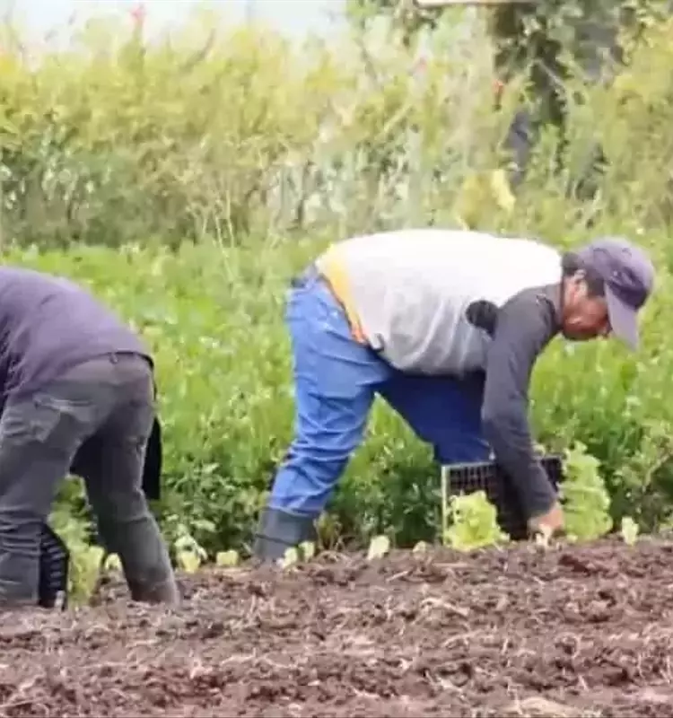 Inversiones Millonarias Impulsan la Transformación Agrícola en Cartago, Costa Rica