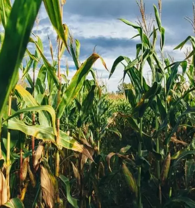 Agricultura Sostenible: Un Legado de 50 Años de Siembra Directa y sus Impactos Globales