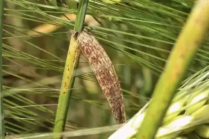 Identificación y Manejo de Enfermedades Foliares en Cebada