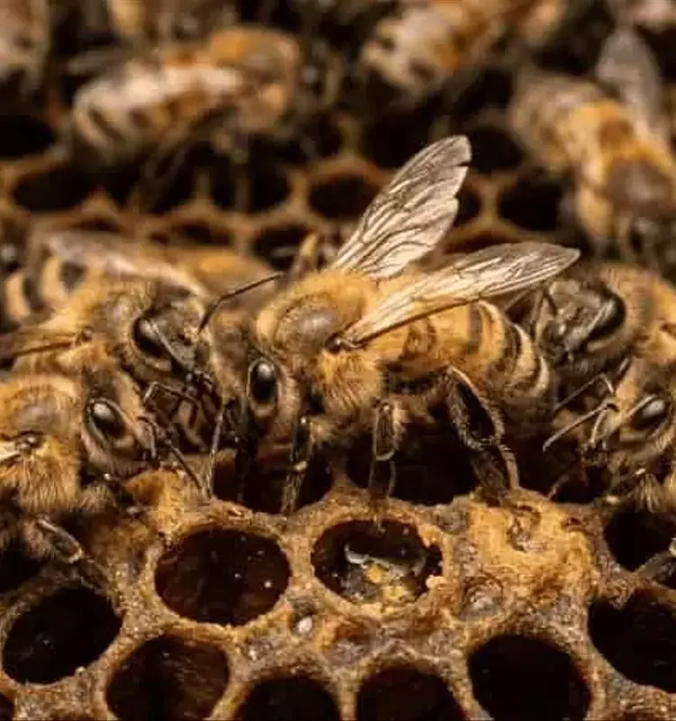 La Danza de las Abejas: Un Estudio Revela la Influencia de la Audiencia en la Precisión Comunicativa