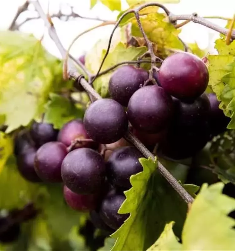 Avance Revolucionario: Marcadores Genéticos Impulsan el Desarrollo de Uvas sin Semillas