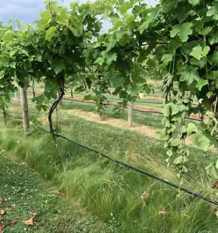 Innovación en Viñedos: Cómo un Simple Cambio Mejora la Salud del Suelo