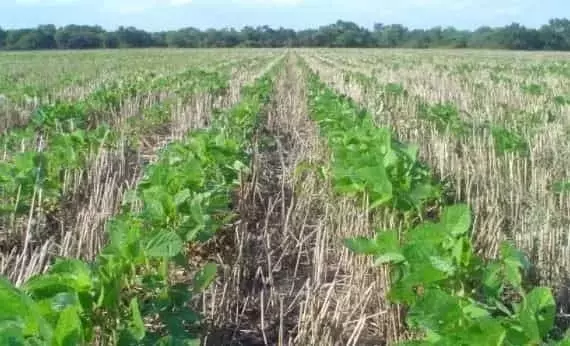 El frágil equilibrio del doble cultivo trigo-soja frente al aumento de costos de fertilizantes
