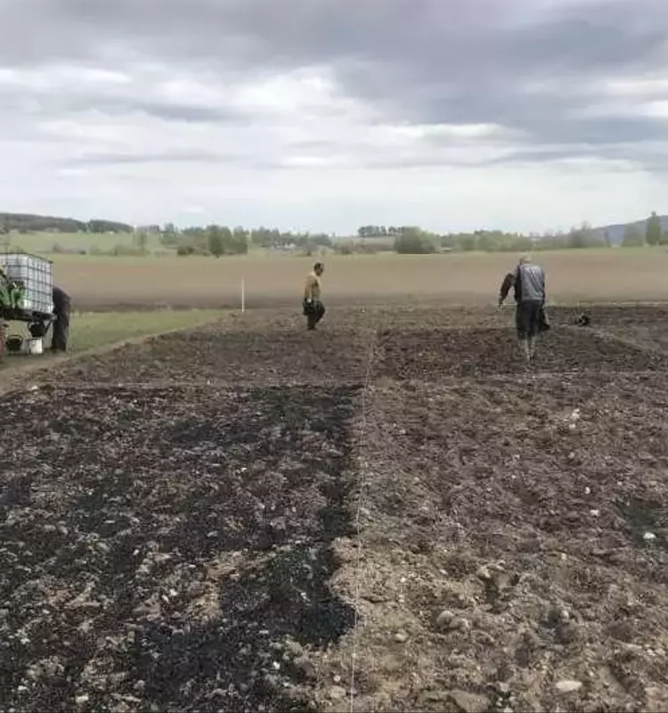 Biochar y el Cultivo de Papa: Efectos a Largo Plazo en la Salud del Suelo Noruego
