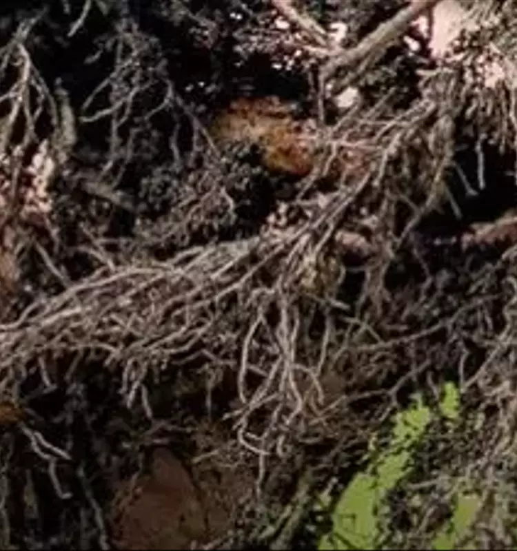 La Semilla de Papa en Europa: Desafíos Fitosanitarios y Adaptación del Sector