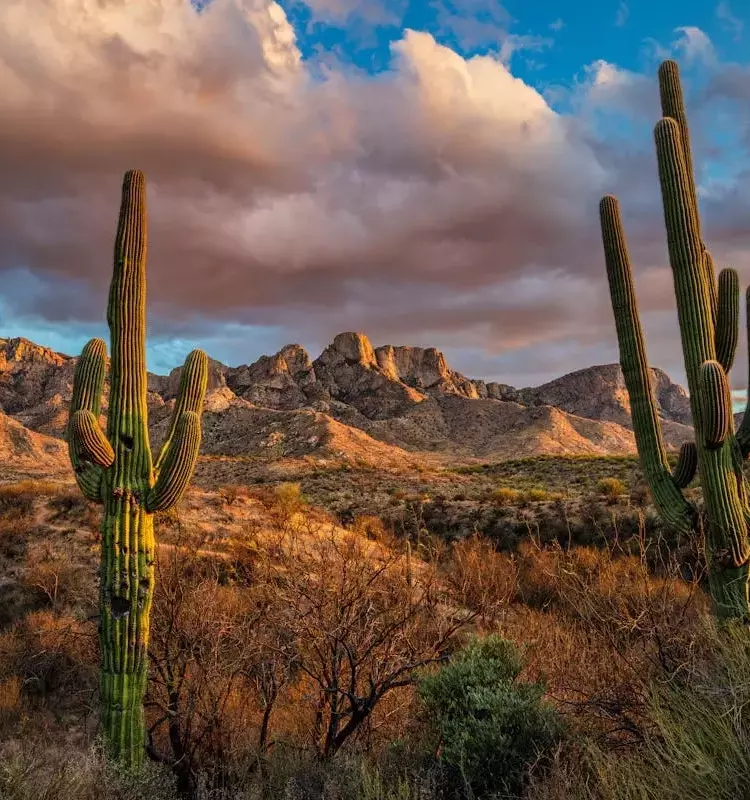 Tucson: The Southwest's Unsung Gem for Travelers