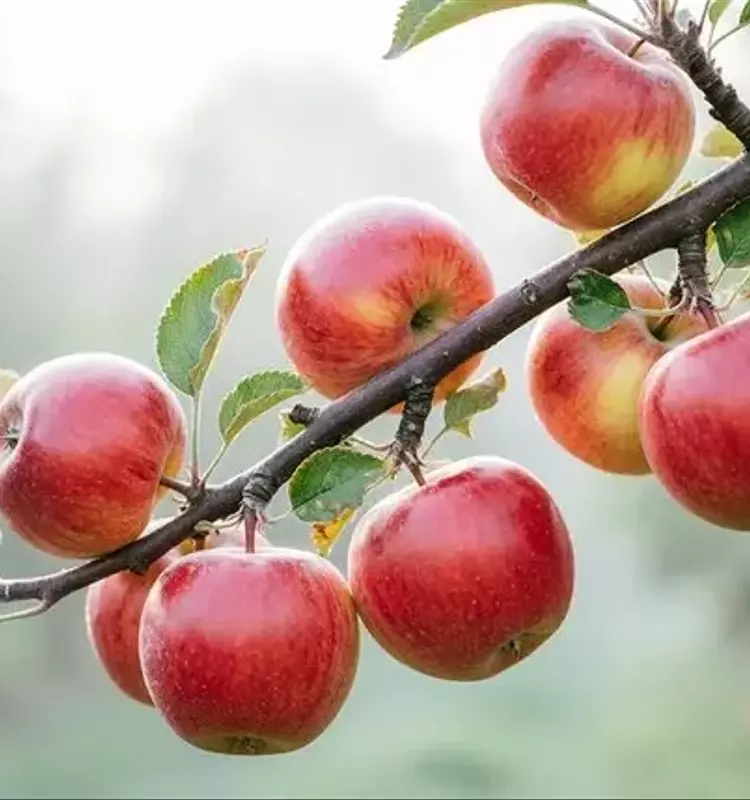 Revolucionaria Manzana China Promete Mayor Color, Menores Costos y Resistencia Superior