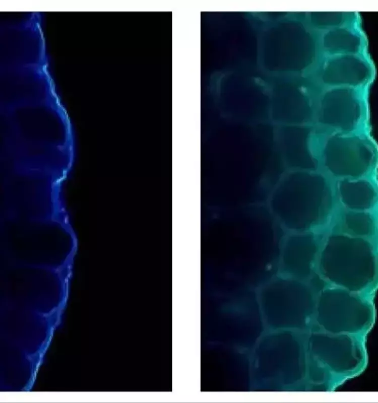 La luz solar como regulador del crecimiento en guisantes: un nuevo descubrimiento