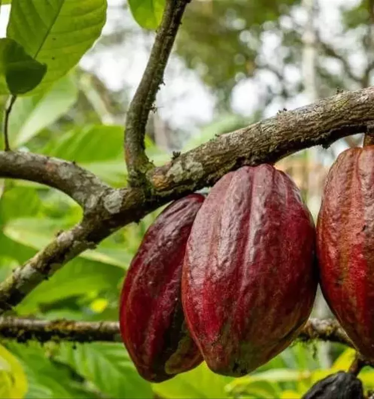 Hongos de Cactus Podrían Fortalecer al Cacao Contra la Sequía