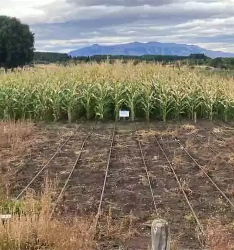 Maíz de ciclo corto: una revolución agrícola en la Patagonia