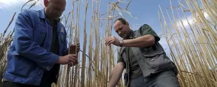 Miscanthus: Cultivo Estratégico para la Agricultura Sostenible y Protección Hídrica