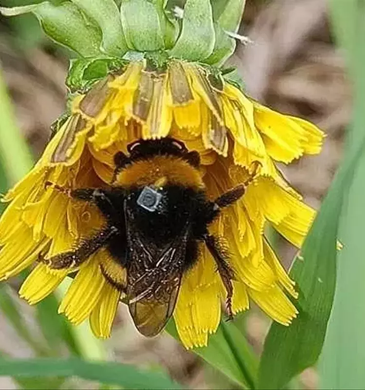 Impacto de Repelentes de Insectos en la Orientación de Abejorros