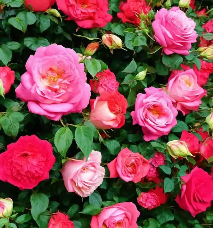 Fertilizantes Orgánicos: El Secreto para Rosales Vibrantes y Suelos Saludables