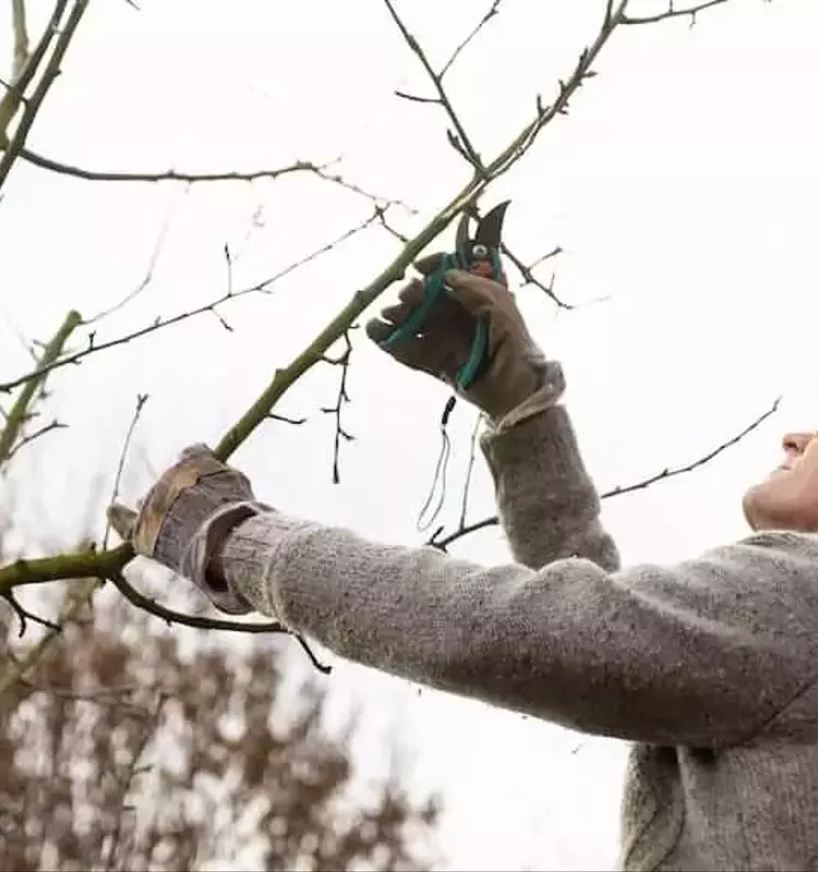 Dominando la Poda de Frutales para Cosechas Exitosas: Estrategias de Invierno para Árboles Saludables y Frutos de Alta Calidad