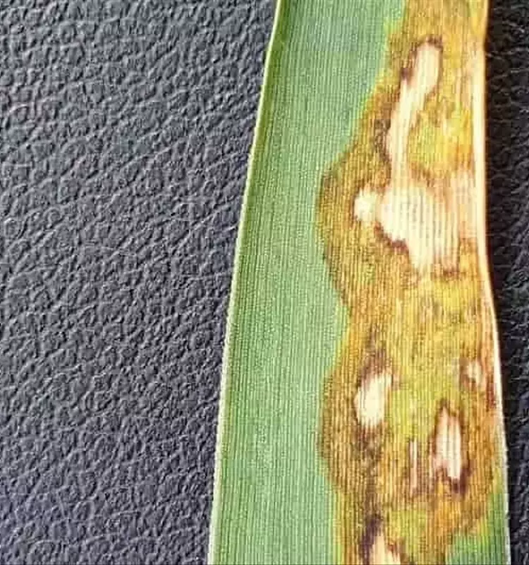 Gestión Crucial de la Cebada de Invierno Ante Riesgos Fúngicos Post-Lluvias en Eifel