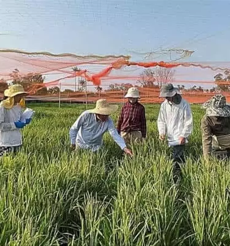 Descubrimiento Genético Revoluciona la Resistencia del Arroz al Tizón Bacteriano en Asia