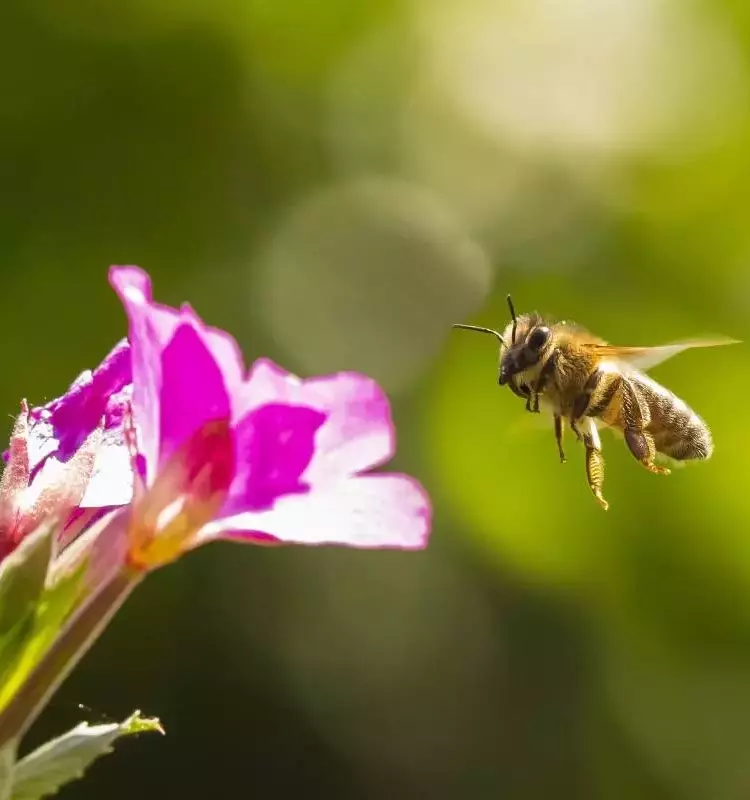 La declinación de polinizadores amenaza la sostenibilidad agrícola y la biodiversidad vegetal