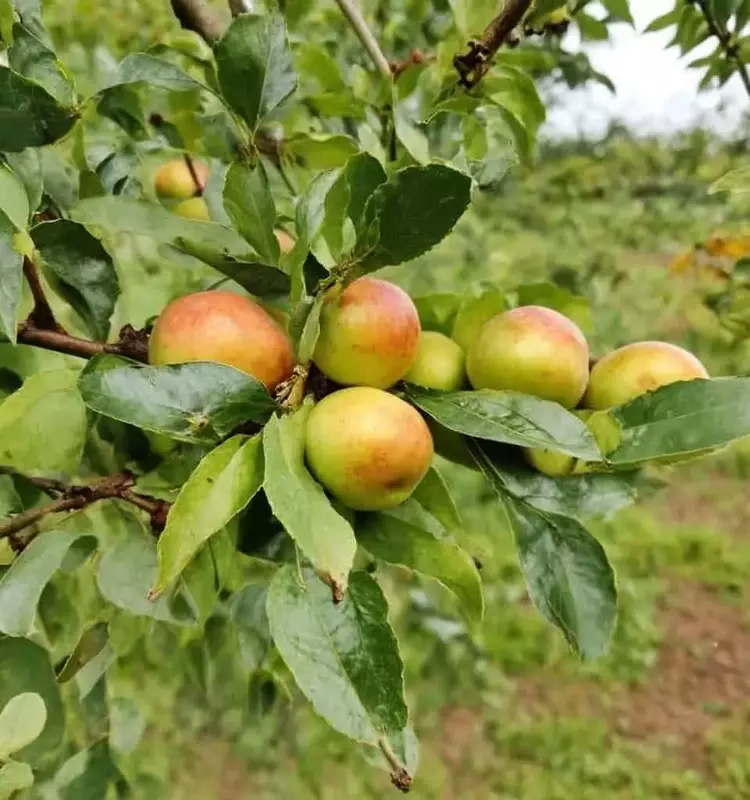Adaptación frutal frente al cambio climático