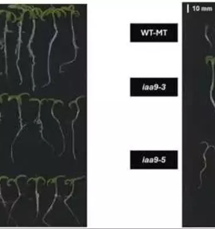 Gen clave mejora germinación de tomate en altas temperaturas