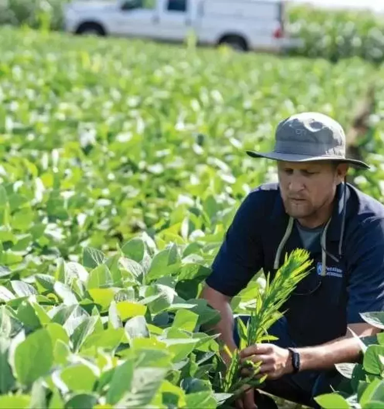 Agricultura Resiliente: Adaptándose a la Imprevisibilidad Climática y Plagas Emergentes