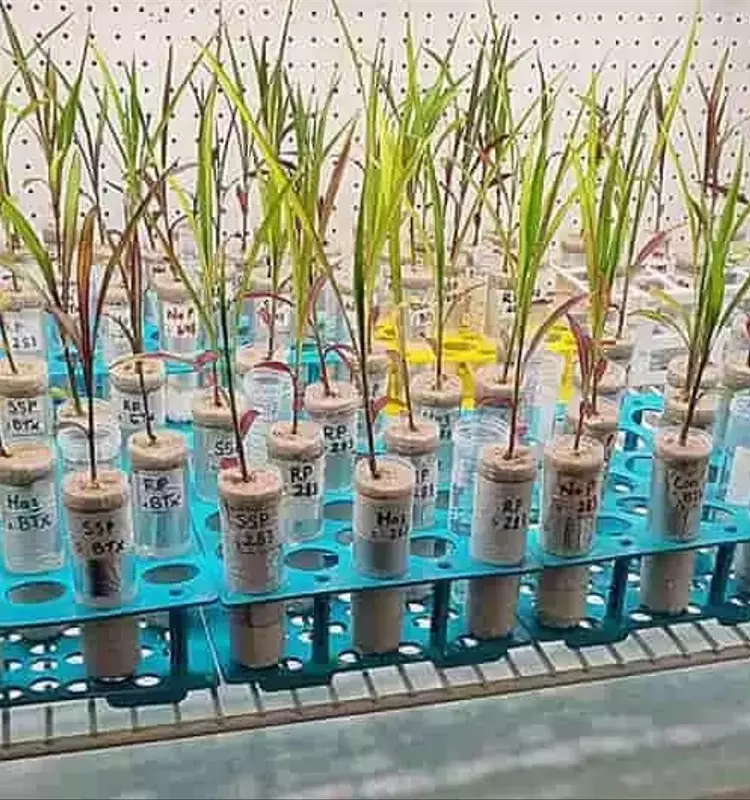 Plantas Modernas: El Desafío de Raíces Frágiles bajo el Suelo