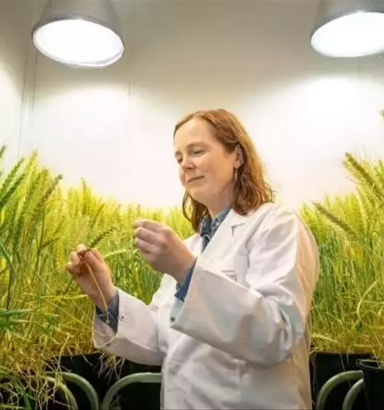 La chispa de la vida: Cómo los rayos fertilizan los campos y el futuro de la agricultura sostenible