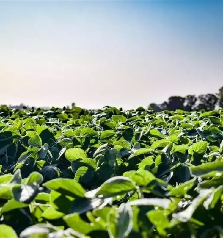 Brasil: El Auge de la Soja entre la Doble Cosecha y la Regulación Rigurosa