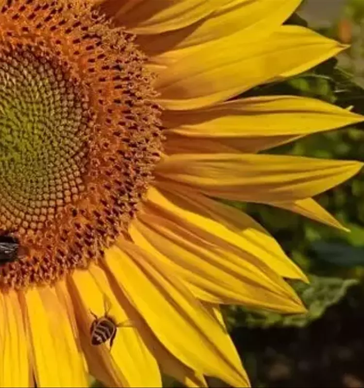 El Girasol en Argentina: Un Auge Productivo y Económico Sin Precedentes