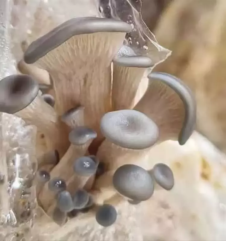 Innovación Fúngica Transforma Residuos de Arroz en Recursos Productivos en Tolima