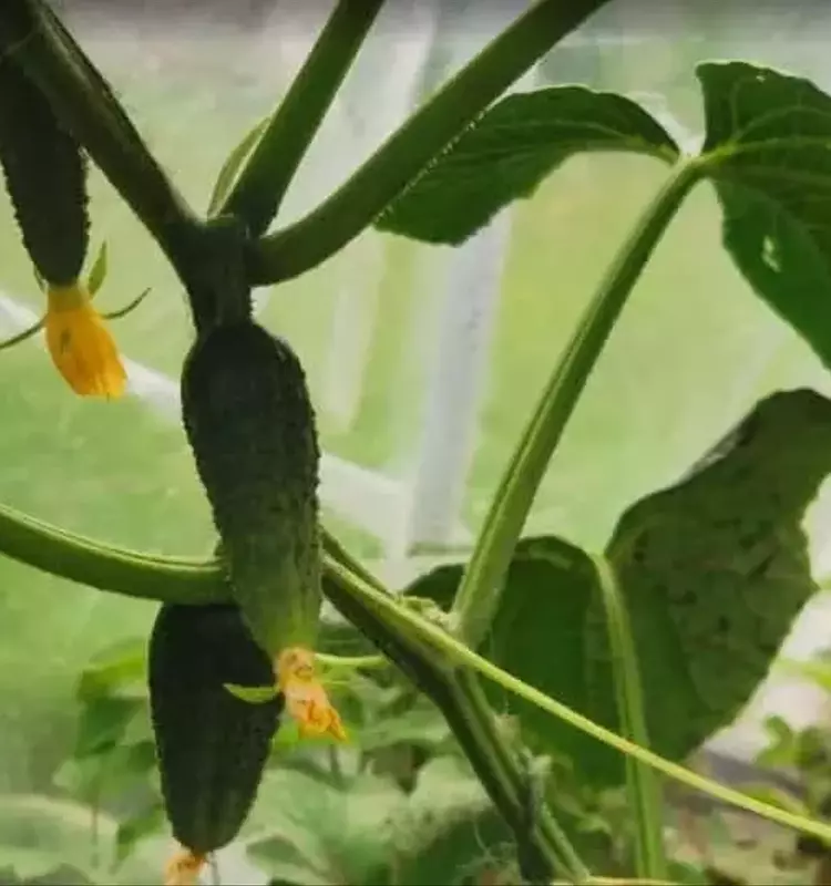 Innovación Doméstica: Fortaleciendo Cultivos de Pepino sin Químicos