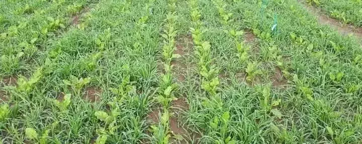 Cebada como Solución Ecológica contra Pulgones en Remolacha Azucarera