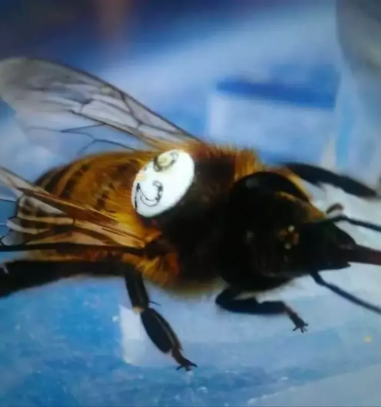 Herbicidas y Abejas: Un Vínculo Inesperado que Altera el Comportamiento Neuronal