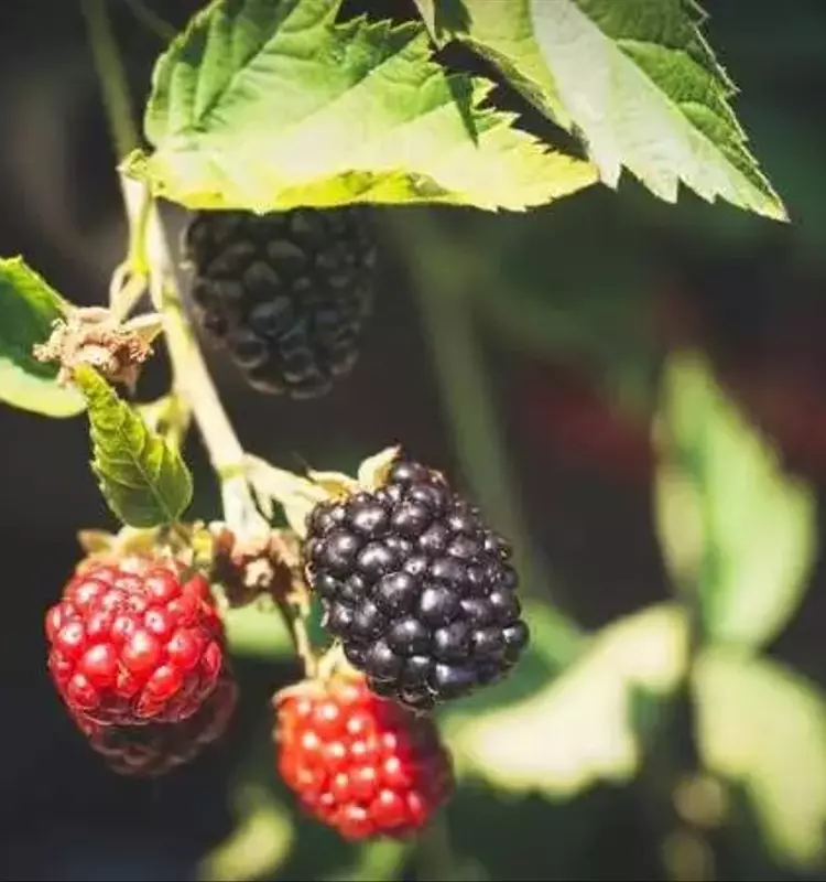 Moscas: La Nueva Esperanza para la Polinización de Berries en Invernaderos